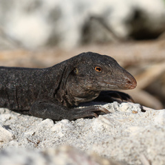 Pholidoscelis corvinus
