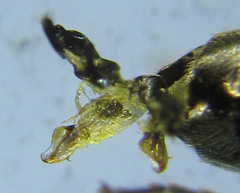 Dolerus vestigialis