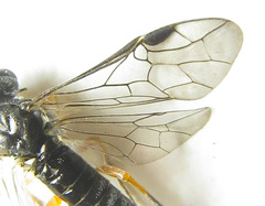 Dolerus vestigialis