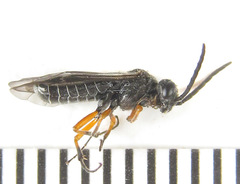 Dolerus vestigialis
