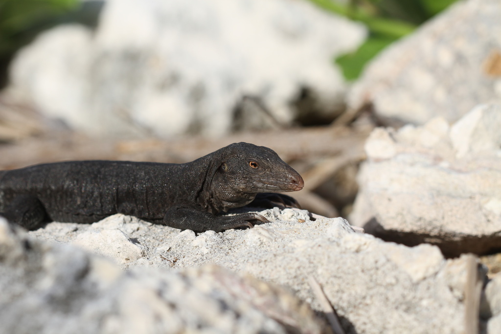 Sombrero Ameiva