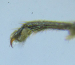 Dolerus vestigialis