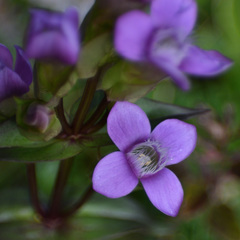 Gentianella campestris