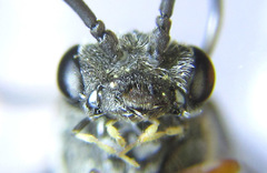 Dolerus vestigialis