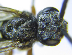 Dolerus vestigialis