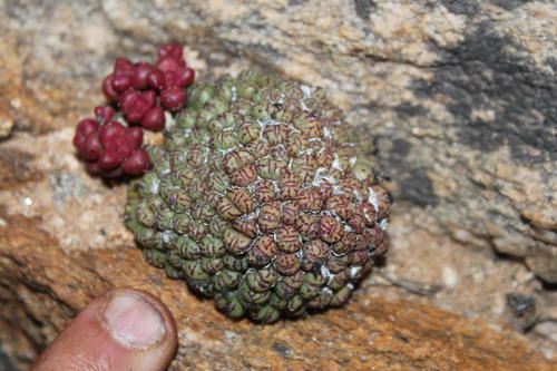 Conophytum uviforme
