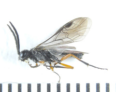 Dolerus vestigialis