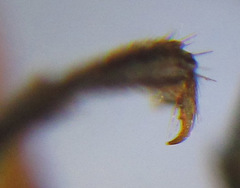 Dolerus vestigialis