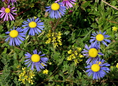 Felicia bergeriana