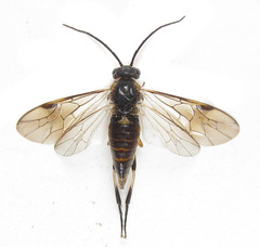 Pristiphora compressa
