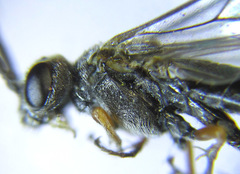Dolerus vestigialis