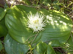Massonia setulosa