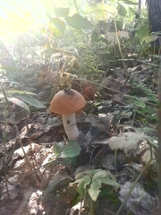 Leccinum albostipitatum