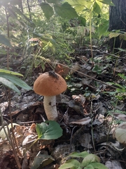 Leccinum albostipitatum