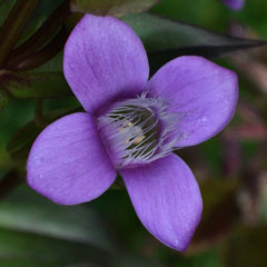 Gentianella campestris