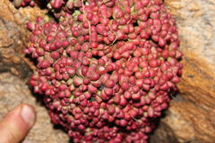 Crassula elegans elegans