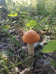 Leccinum albostipitatum