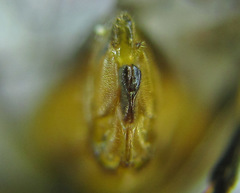 Pristiphora compressa