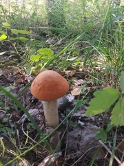 Leccinum albostipitatum