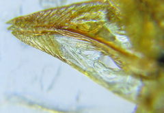 Pristiphora compressa