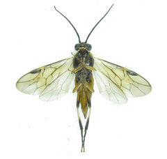 Pristiphora compressa
