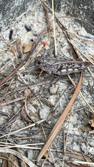 Pardalophora phoenicoptera