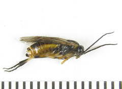 Pristiphora compressa