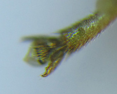 Pristiphora compressa