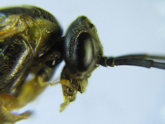 Pristiphora compressa