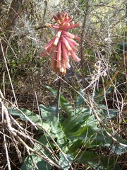Veltheimia capensis