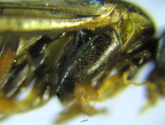 Pristiphora compressa