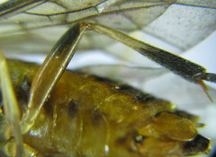 Pristiphora compressa