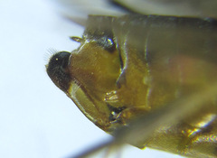 Pristiphora compressa