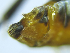Pristiphora compressa