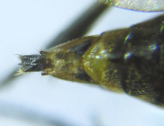Pristiphora compressa