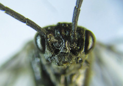 Empria longicornis