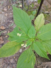 Impatiens parviflora