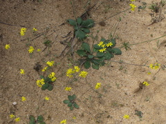 Gymnodiscus capillaris