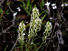 Hebenstretia dentata