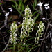 Hebenstretia dentata - Photo (c) Gawie Malan, algunos derechos reservados (CC BY-NC), subido por Gawie Malan