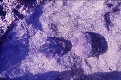 Stramonita haemastoma