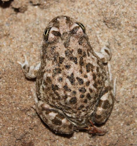 Tomopterna branchi