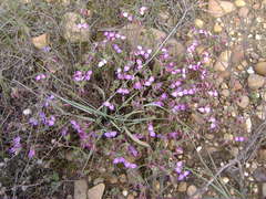 Polygala umbellata