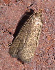 Glyphidocera juniperella