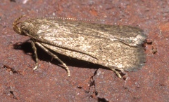Glyphidocera juniperella