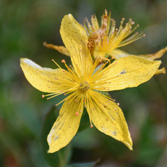 Hypericum richeri