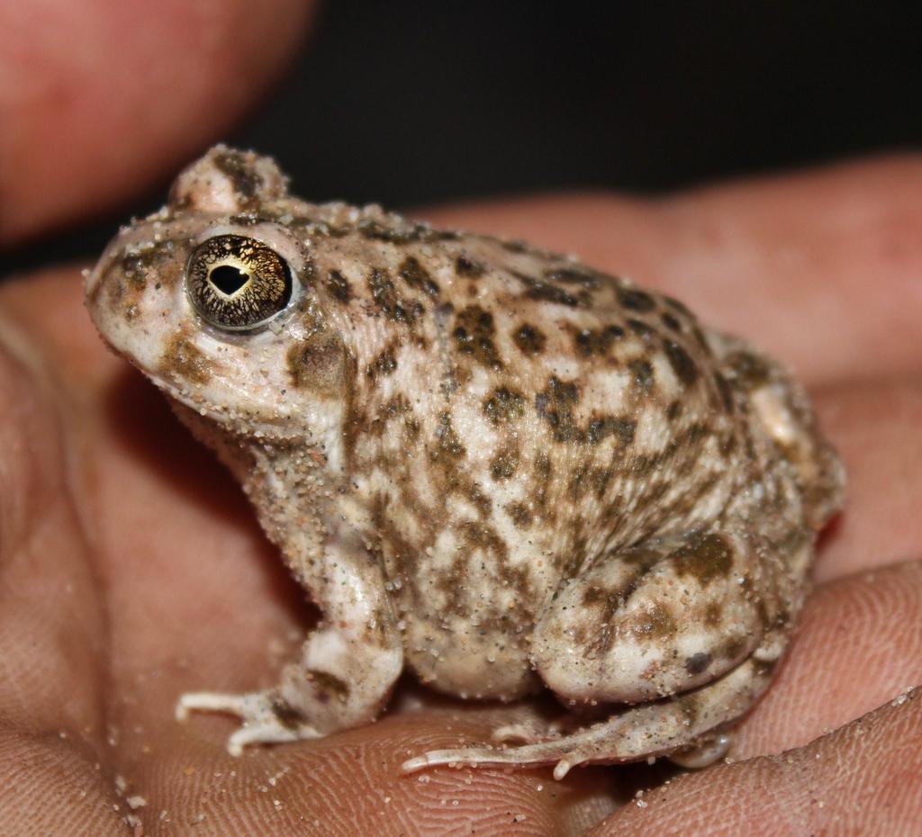 Branch's Sand Frog