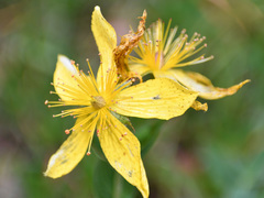 Hypericum richeri