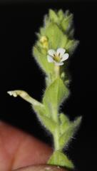 Jamesbrittenia amplexicaulis