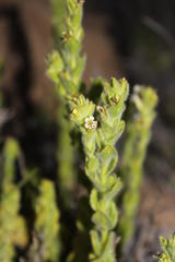 Jamesbrittenia amplexicaulis